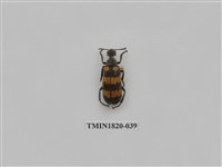 藏品(蔬菜害蟲)的圖片